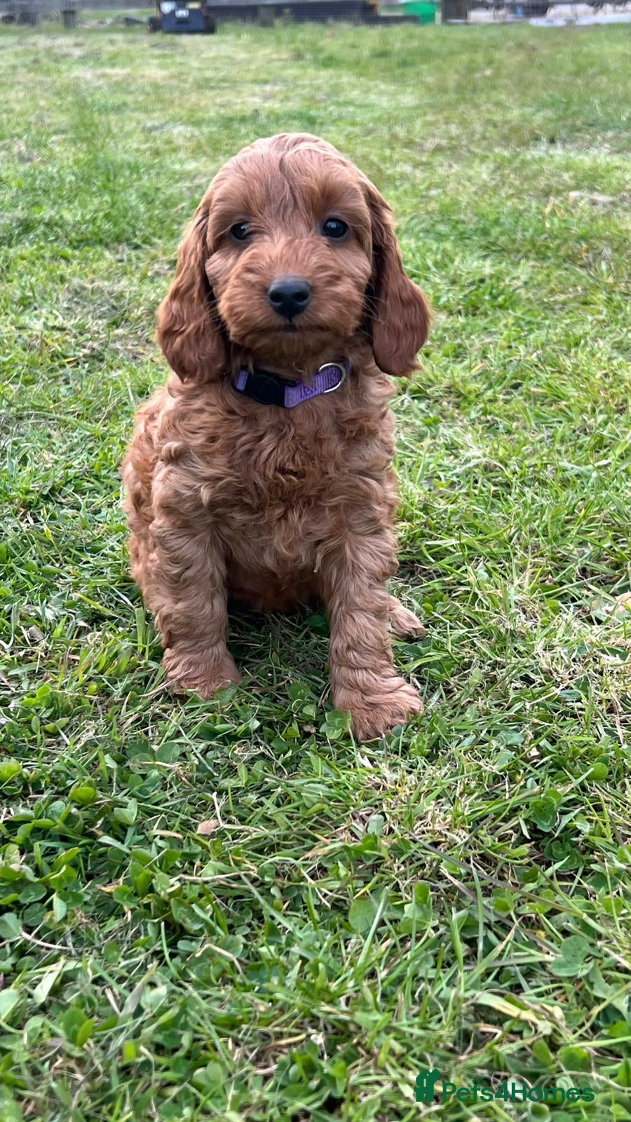 Cockapoo dogs Fox Red Cockapoo Puppies - Advert 2