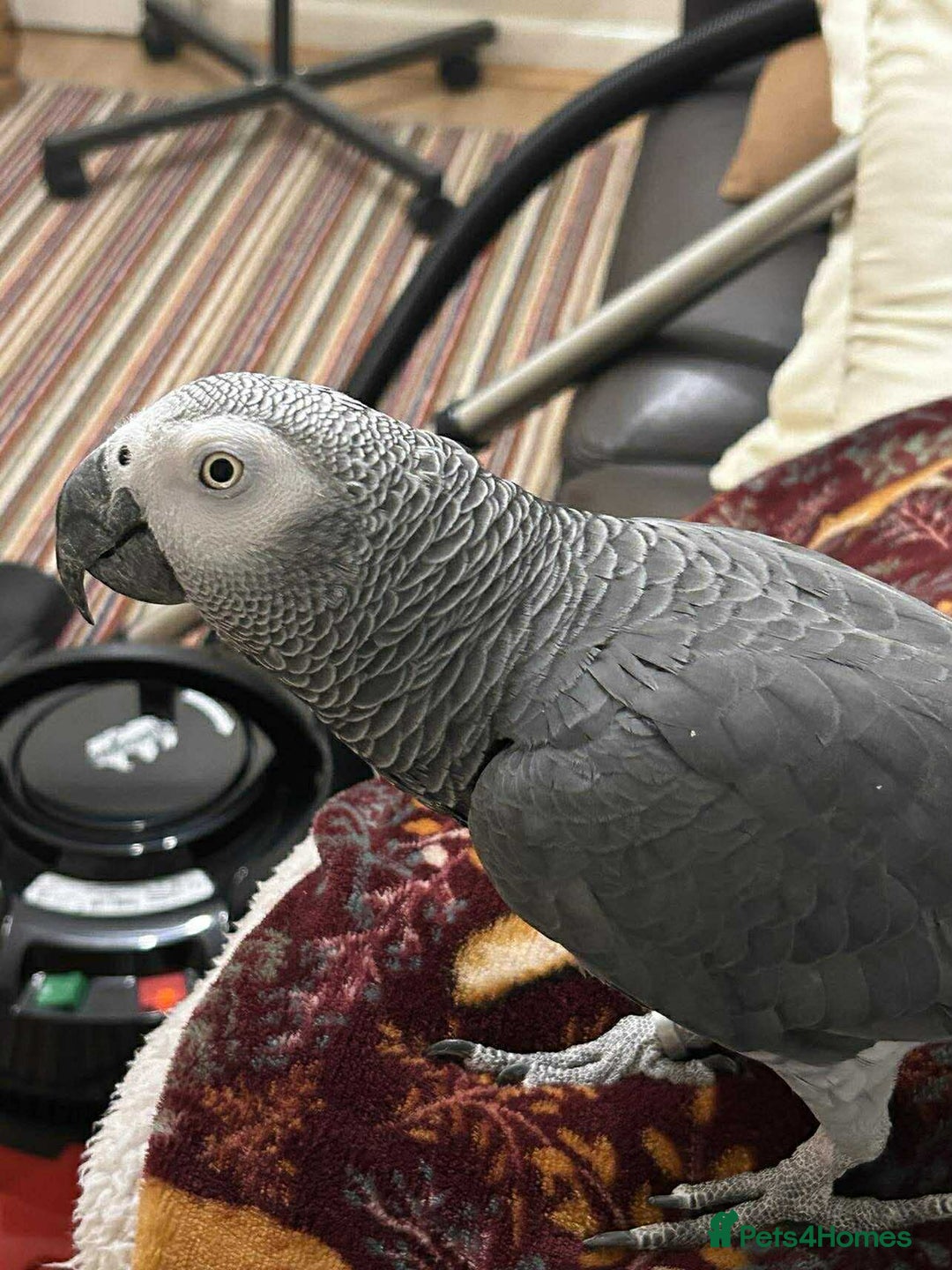 Parrots birds for sale: African grey  - Advert 2
