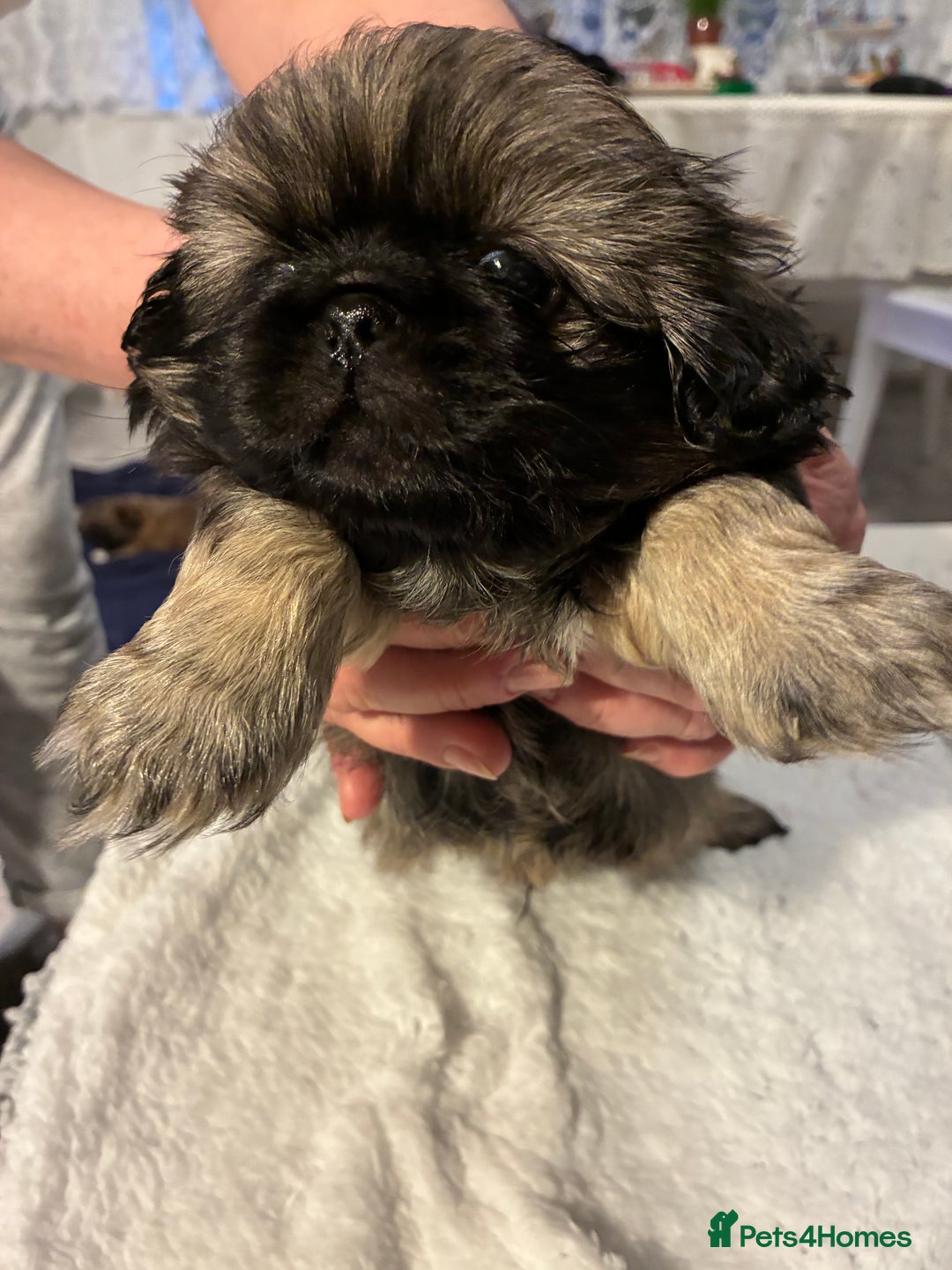 Pekingese dogs for sale: Pekingese puppies - Advert 8