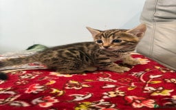 Bengal cats for sale: Mix bengal kittens  - Image 2