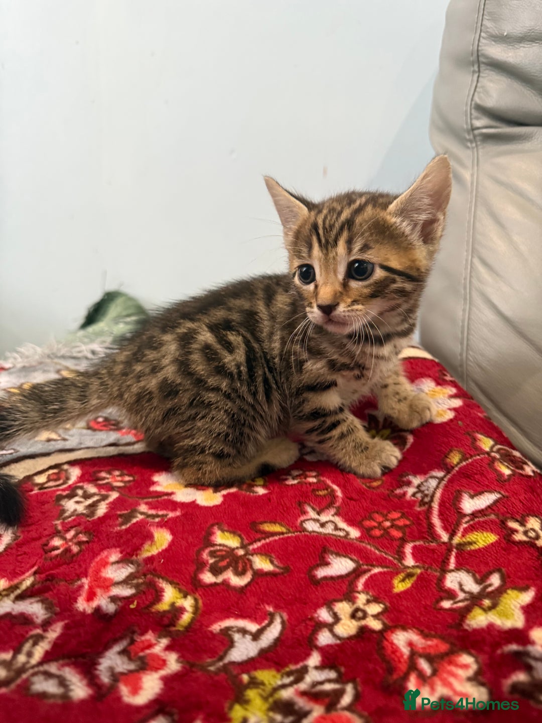 Bengal cats for sale: Mix bengal kittens  - Image 2