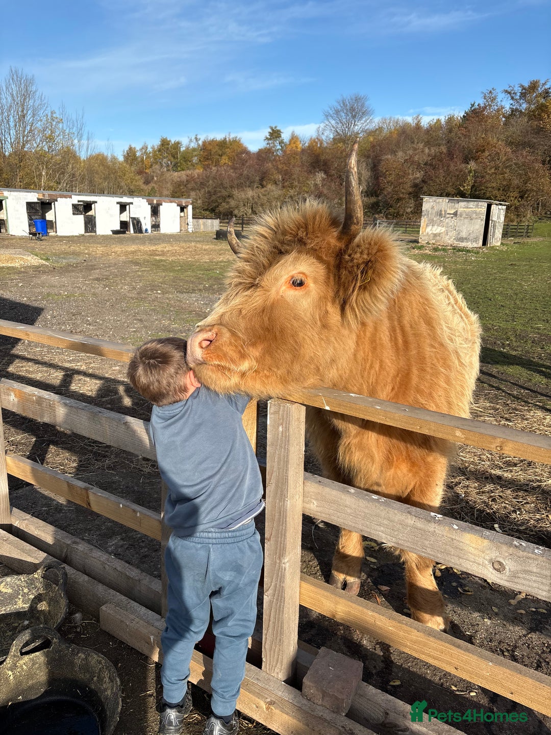 Cows & Bulls livestock for sale: Highland X - Advert 5