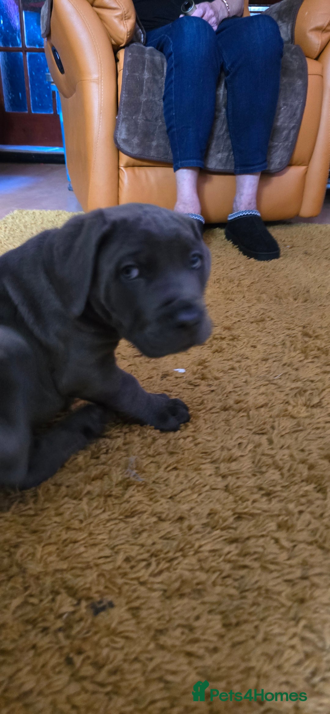 Cane Corso dogs for sale: My puppies  - Image 8