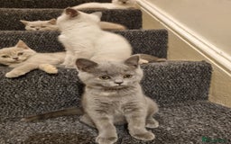 British Shorthair cats for sale: 💜GCCF Kittens Ready for Their Forever Homes!💜 - Image 24