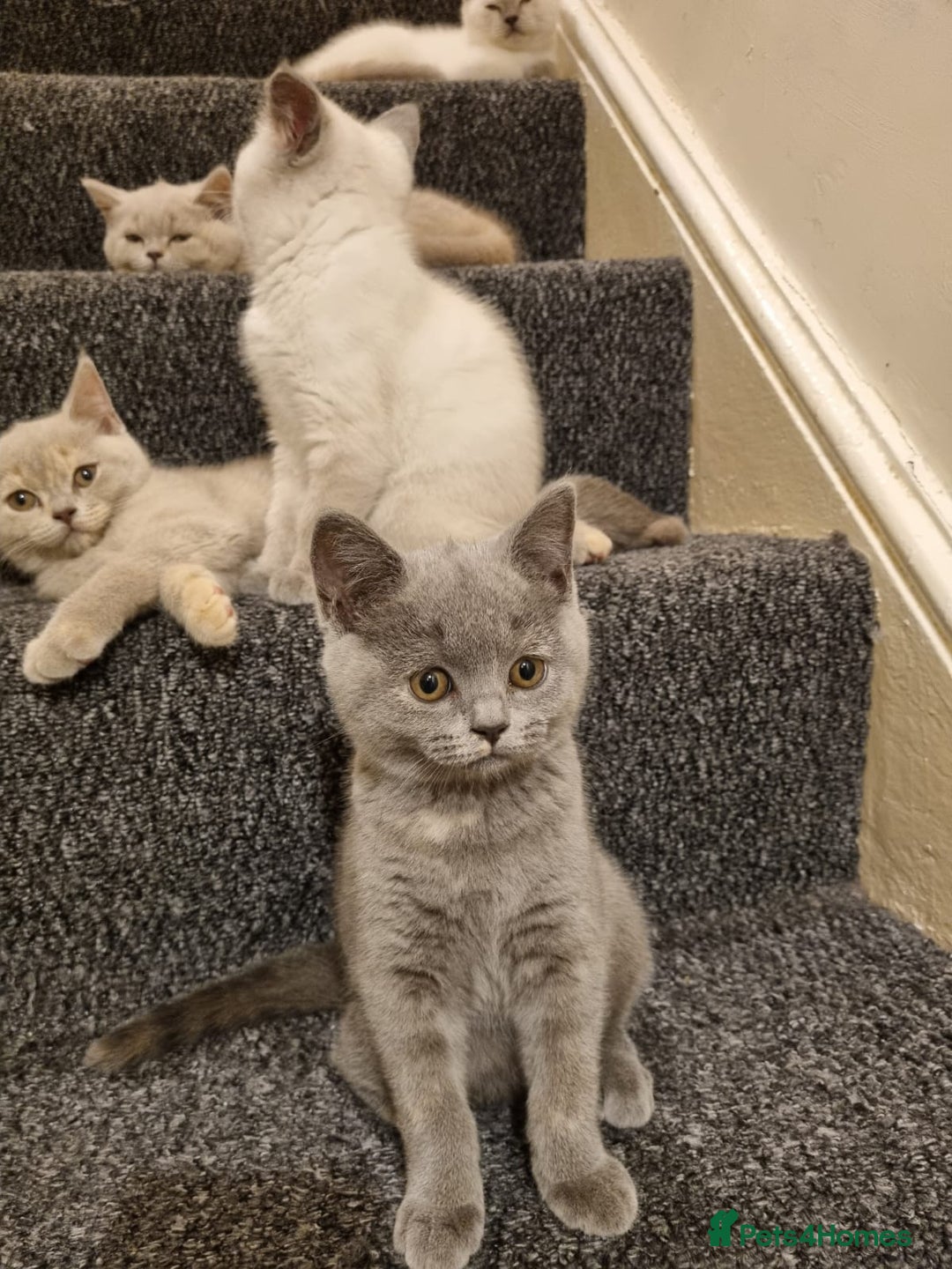 British Shorthair cats for sale: 💜GCCF Kittens Ready for Their Forever Homes!💜 - Image 24