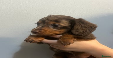 Miniature Dachshund dogs - Advert 6
