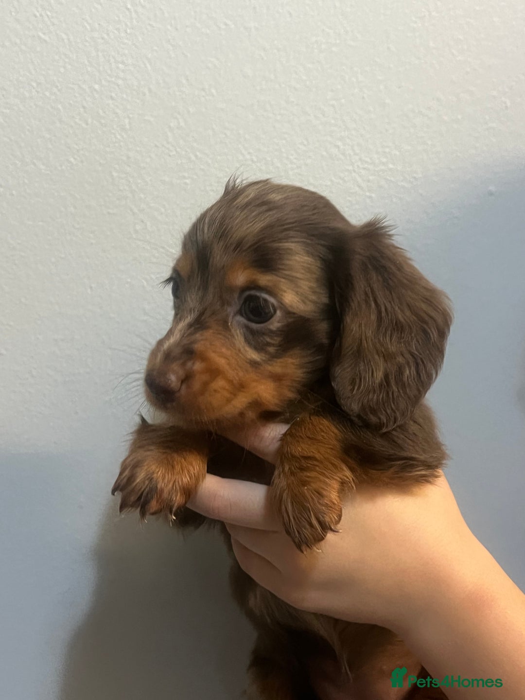 Miniature Dachshund dogs for sale: Gorgeous Miniature Dachshunds - Image 2