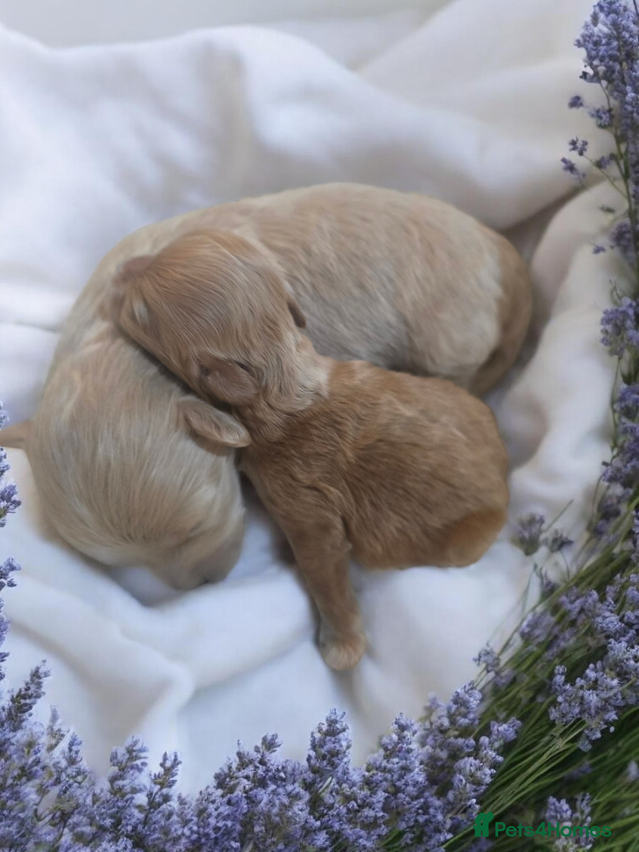 Maltipoo dogs Beautiful F1 maltipoo looking forever home ❤️🐶 - Advert 1