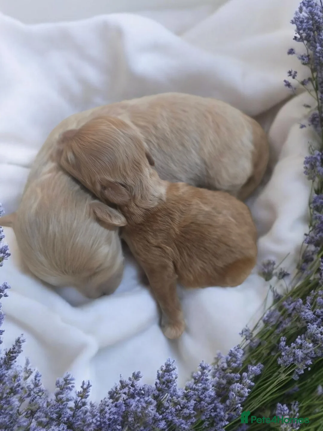 Maltipoo dogs for sale: Beautiful F1 maltipoo looking forever home ❤️🐶 - Advert 3