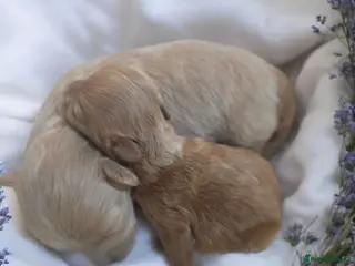 Maltipoo dogs Beautiful F1 maltipoo looking forever home ❤️🐶 - Advert 1