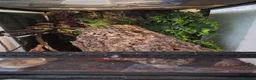 Gecko reptiles for sale: Gargoyle gecko orange blotched - Advert 8