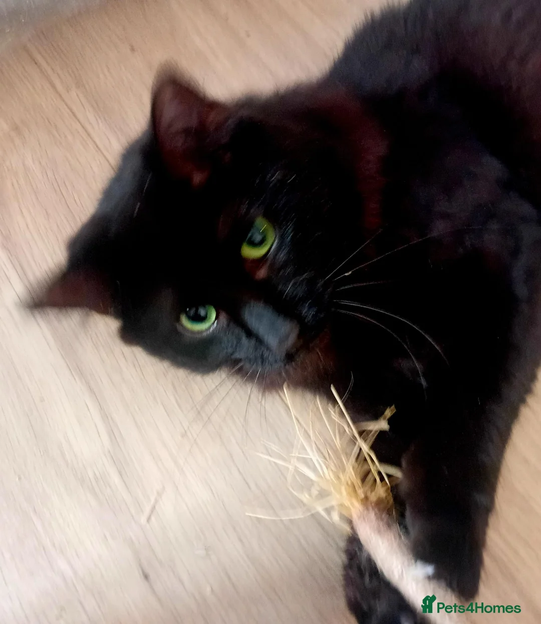 Mixed Breed cats for adoption: A handsome Lad  with a wonderful personality  - Advert 2