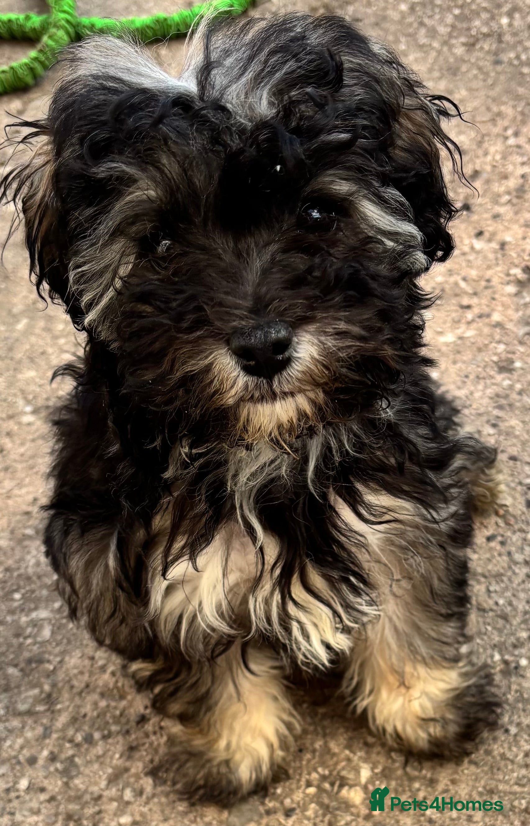 Maltipoo dogs F2 Maltipoo puppies (ONLY LAST GIRL LEFT) - Advert 3