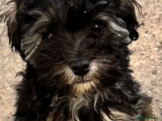 Maltipoo dogs F2 Maltipoo puppies (ONLY LAST GIRL LEFT) - Advert 3