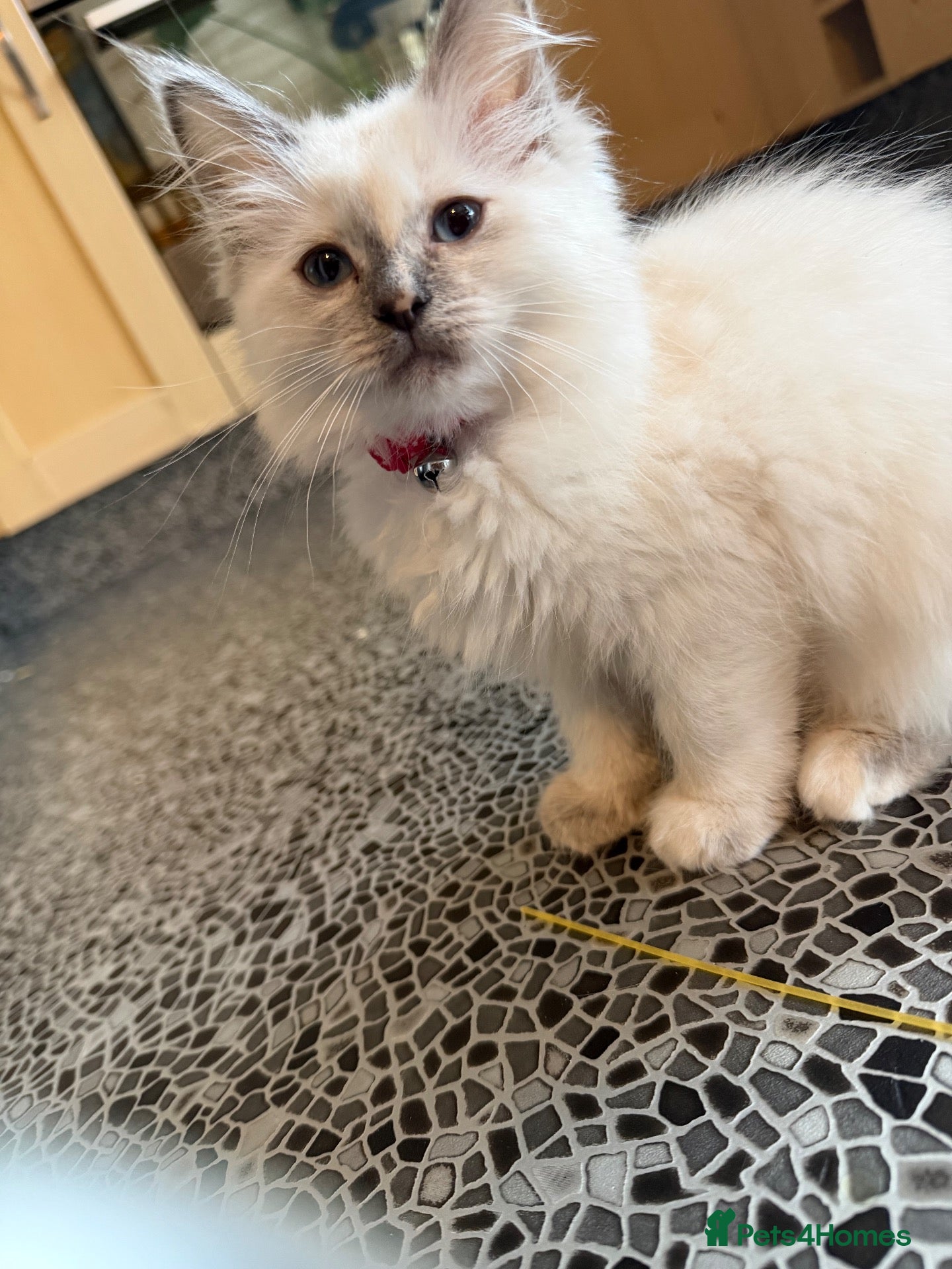 Ragdoll cats Pedigree Pure Ragdoll babies  - Advert 1