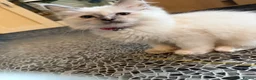 Ragdoll cats for sale: Pedigree Pure Ragdoll babies  - Advert 5