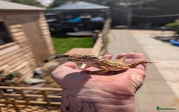 Bearded Dragon reptiles for sale: All reptile rescue  - Image 2