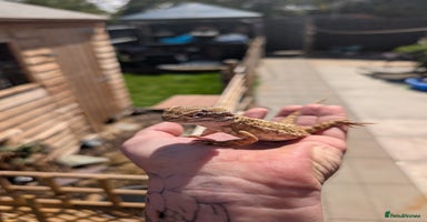 Bearded Dragon reptiles - Advert 1