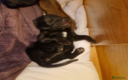 Mixed Breed dogs for sale: Rare black golden cocker puppies - Image 20
