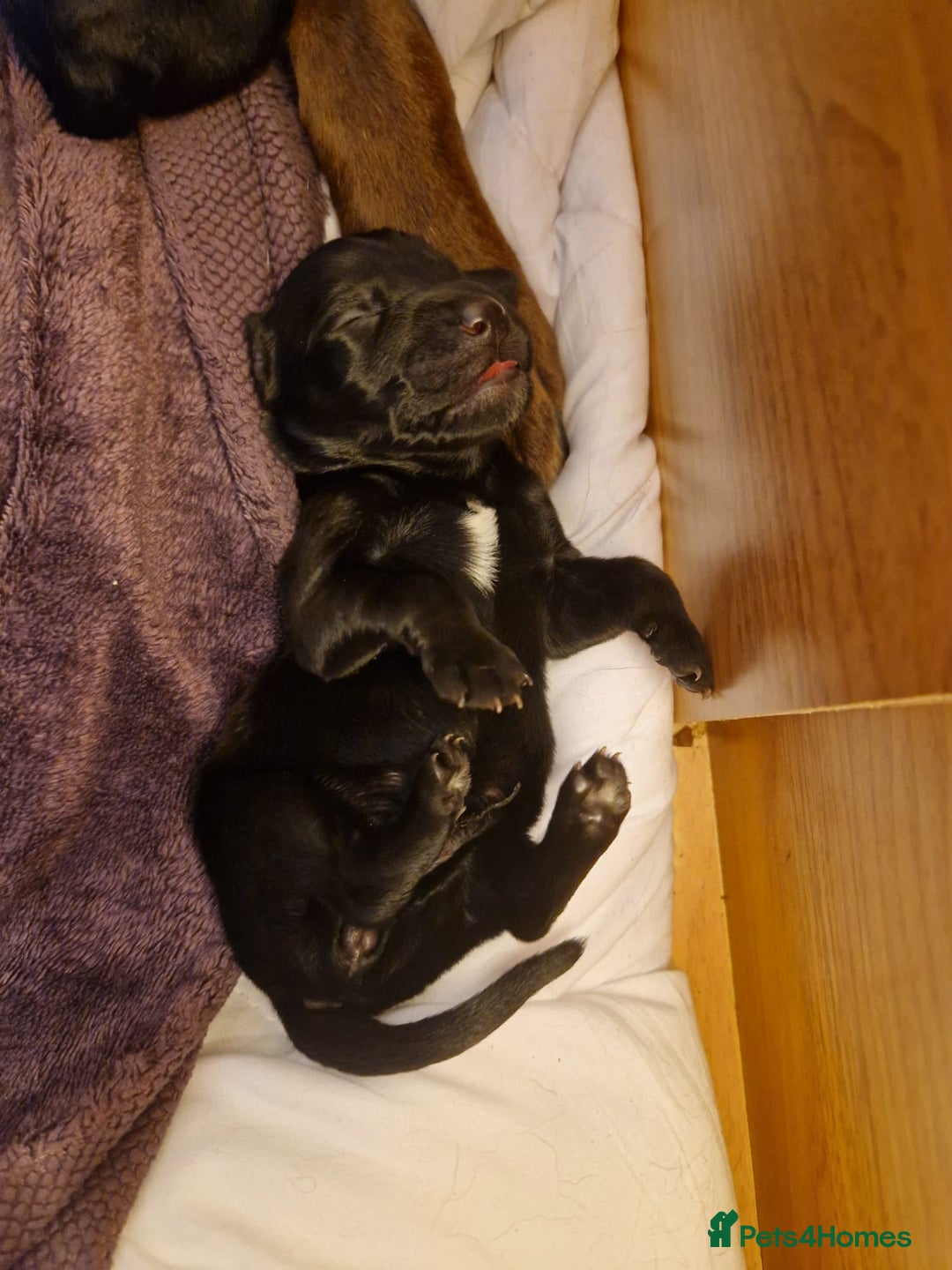 Mixed Breed dogs for sale: Rare black golden cocker puppies - Image 20