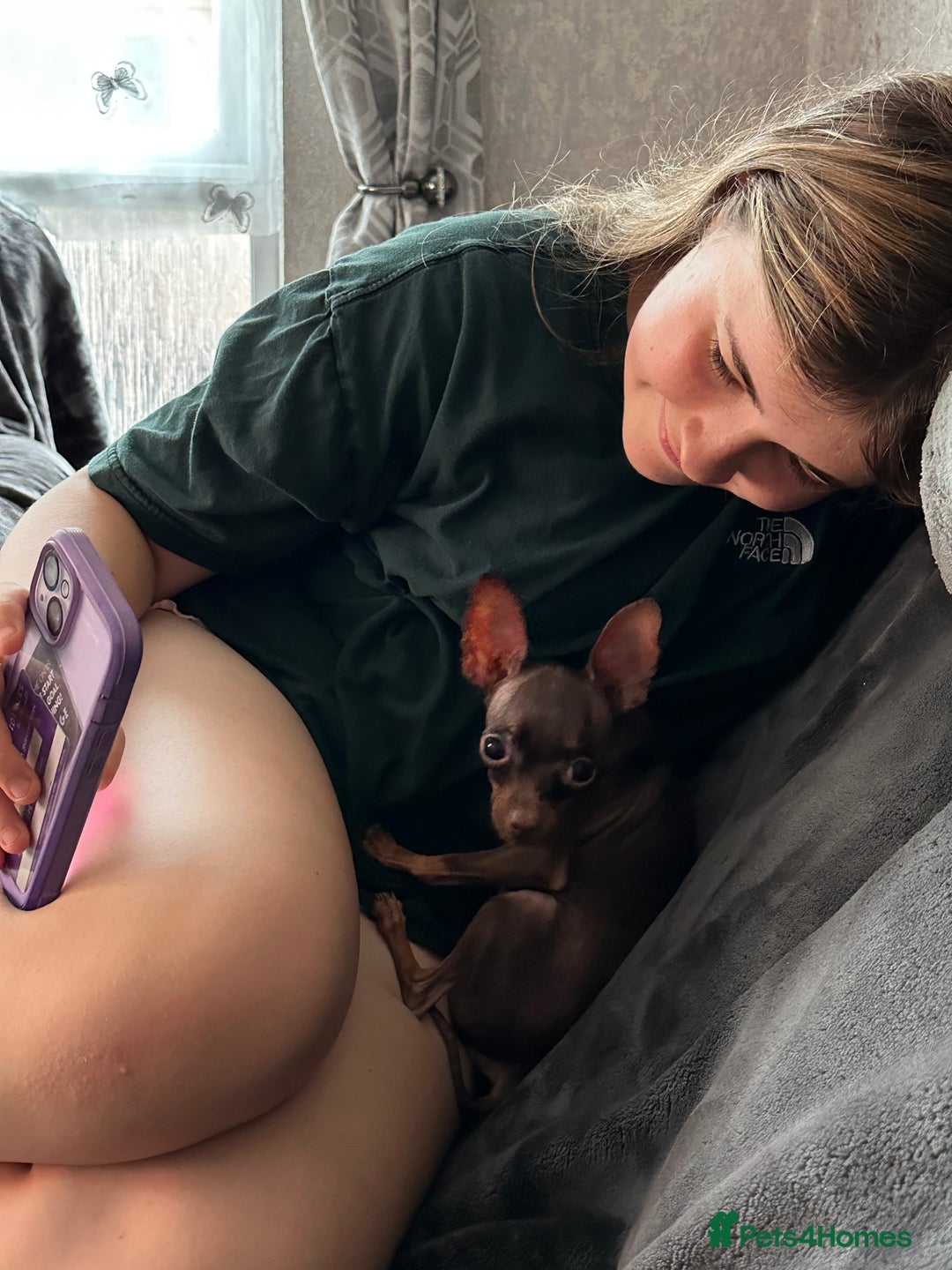 Russian Toy Terrier dogs for sale: Choc & tan smooth coat - Image 2