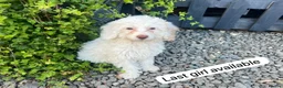 Cockapoo dogs for sale: Cockapoo - Advert 4