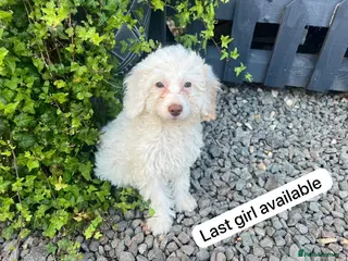 Cockapoo dogs Cockapoo - Advert 2