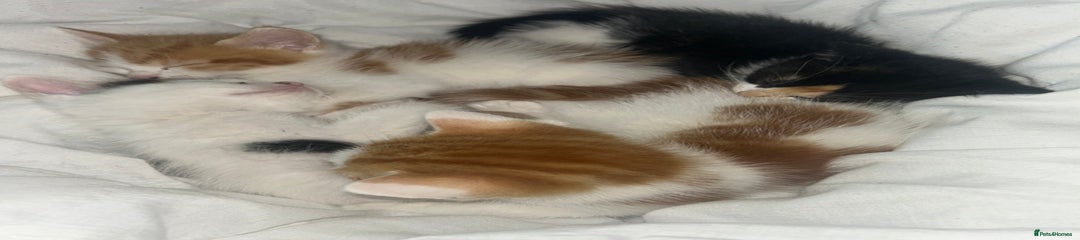 Mixed Breed Kitten 3