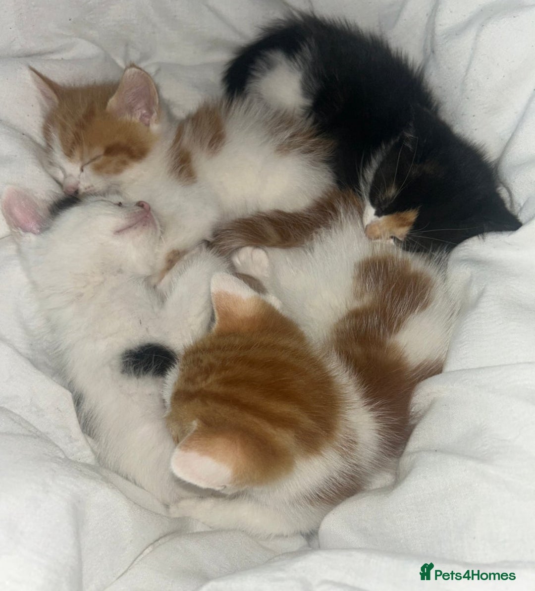 Mixed Breed cats for sale: Persian mix ragdoll - Image 4