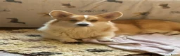 Mixed Breed dogs for sale: BEAUTIFUL MINI CORGIPOO PUPPIES  in Llanelli - Advert 37
