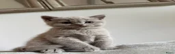 British Shorthair cats for sale: British Shorthair Lilac Male  in Woodhall Spa - Advert 7