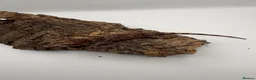 Gecko reptiles for sale: Baby gargoyle gecko mix morphs  - Advert 4