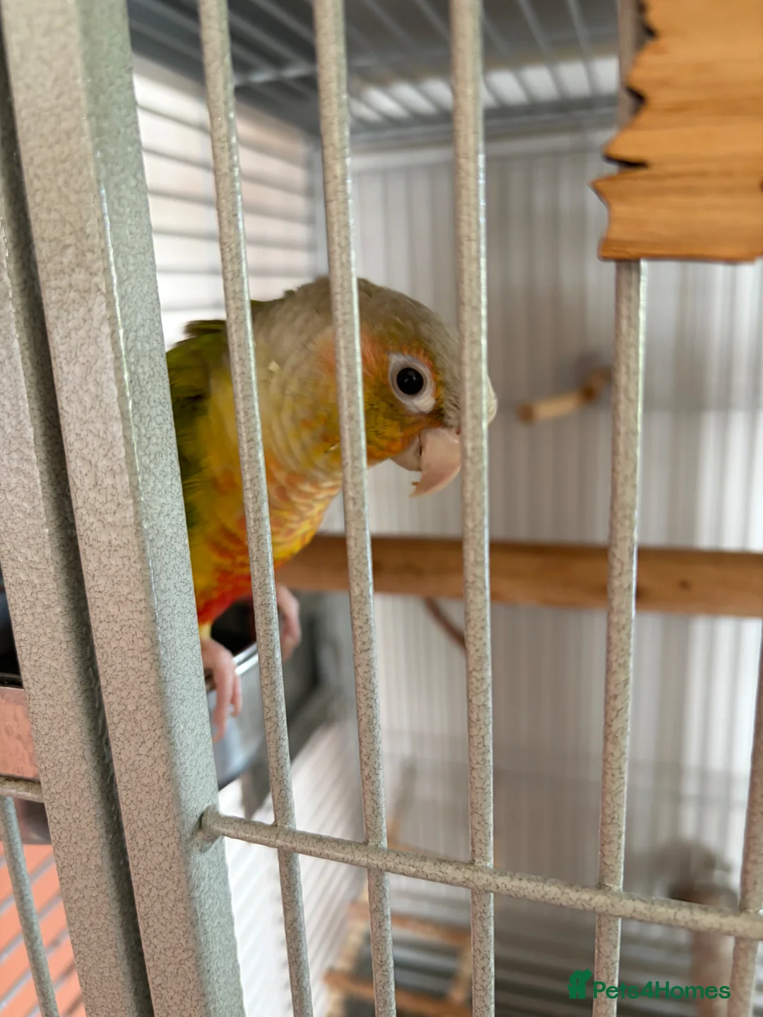 Conures birds for sale: Conure  - Advert 2