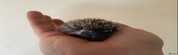 Pygmy Hedgehog rodents for sale: Stunning female hoglets for sale!  - Advert 24