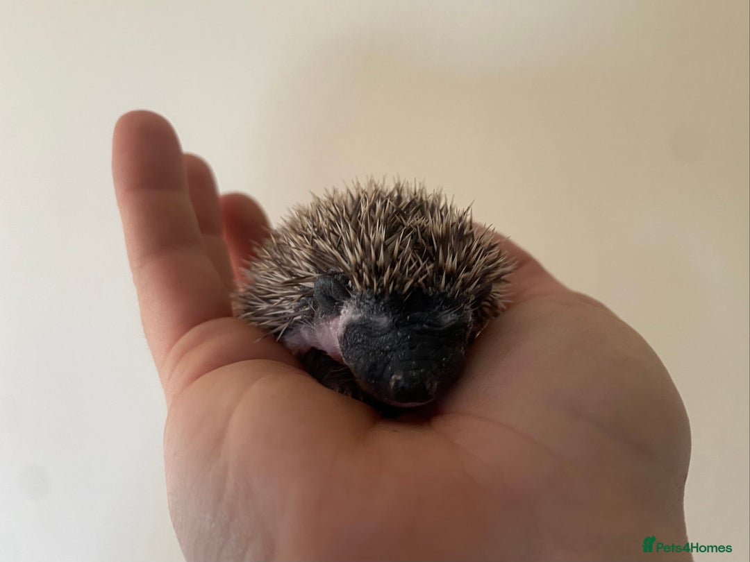 Pygmy Hedgehog rodents for sale: Stunning female hoglets for sale!  - Advert 24
