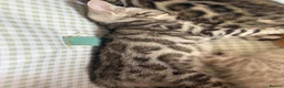 Bengal cats for sale: BEAUTIFUL BABY BENGALS FOR SALE  - Advert 17