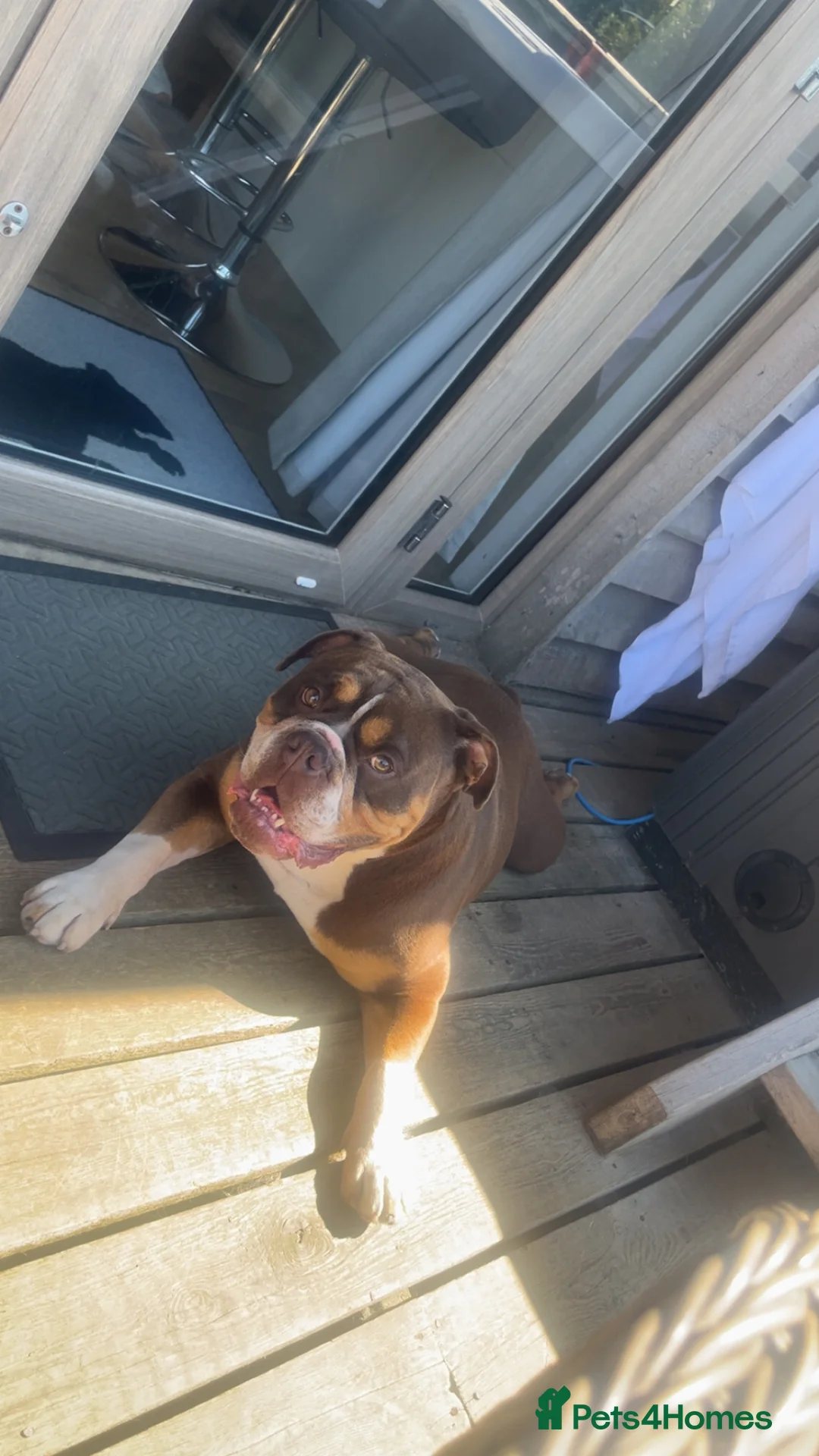Olde English Bulldogge dogs for sale: Olde English bulldog male 4 years old  - Advert 6