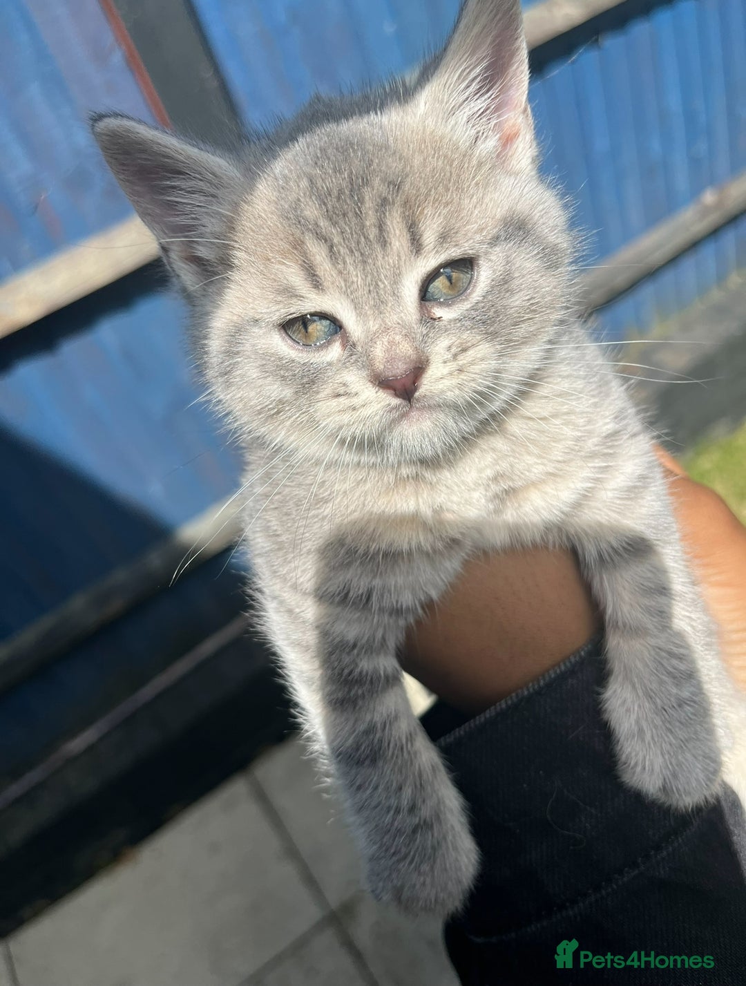 British Shorthair cats for sale: 2 beautiful British Shorthairs for sale  - Advert 4