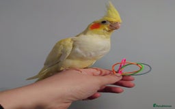 Cockatiels birds for sale: Hand reared silly tame DNA sexed baby cockatiels  - Image 39