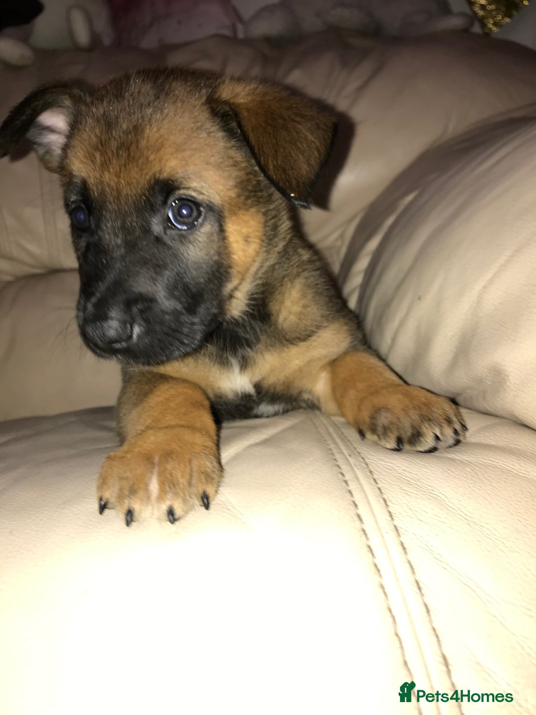 Belgian Shepherd Dog dogs for sale: Belgian Malinois puppy’s  - Image 22