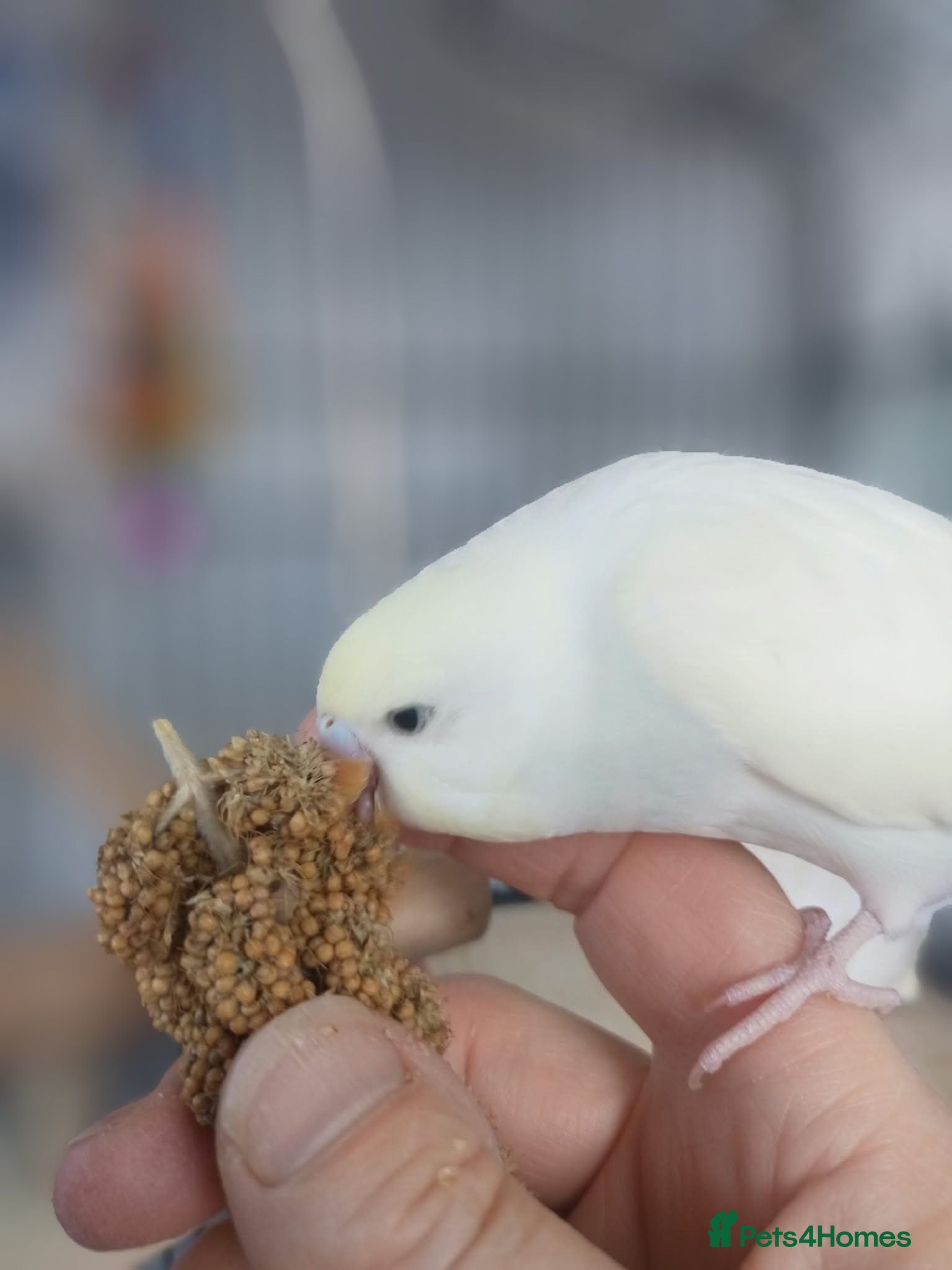 Budgerigars birds Outstanding pet baby budgies priced from £25 - Advert 2