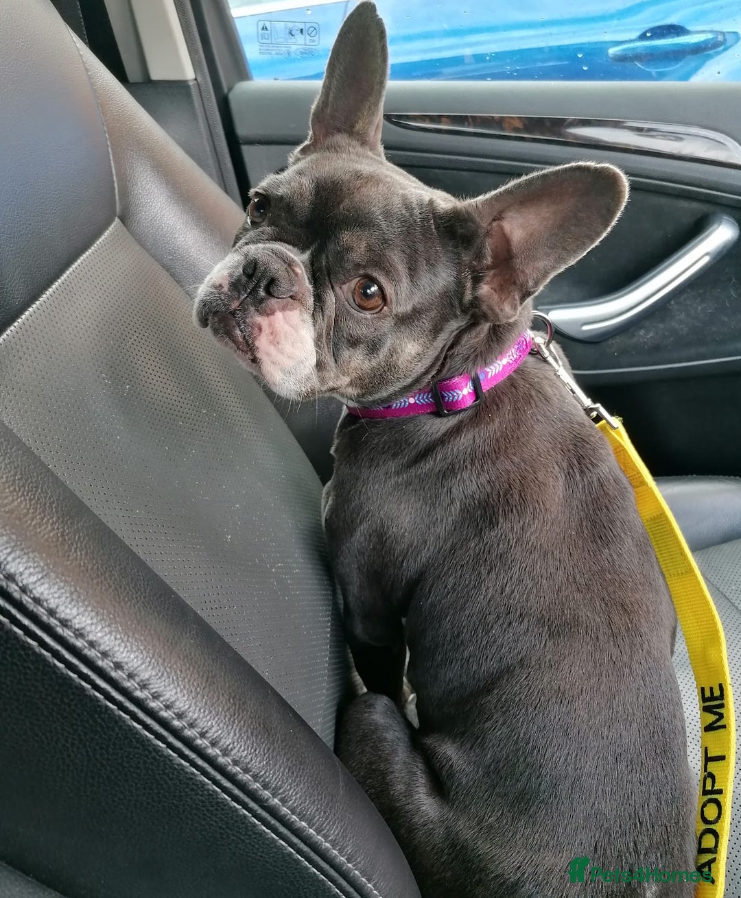 Mixed Breed dogs for adoption: ❤️Binx - 3 yo Frenchie x Boston terrier girl ❤️ - Image 19