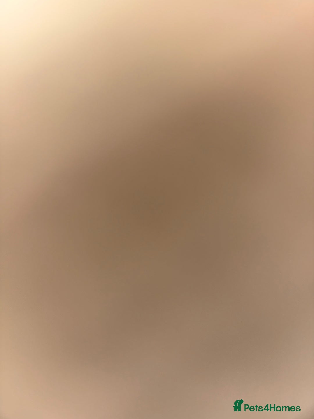 Mixed Breed cats for sale: Yuna  - Advert 3