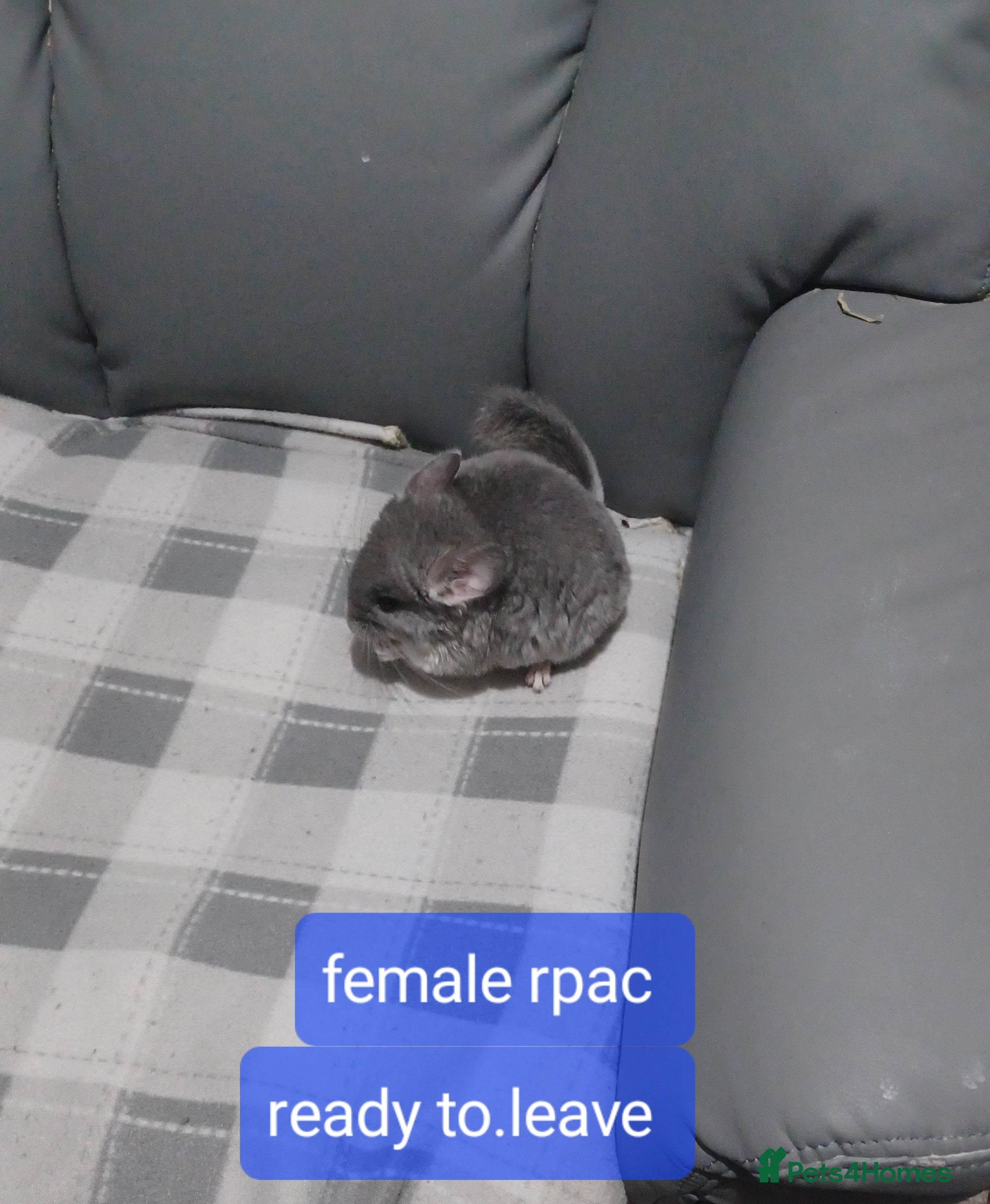 Chinchilla rodents Chinchilla kits 2 ready 4 for reservation  - Advert 8