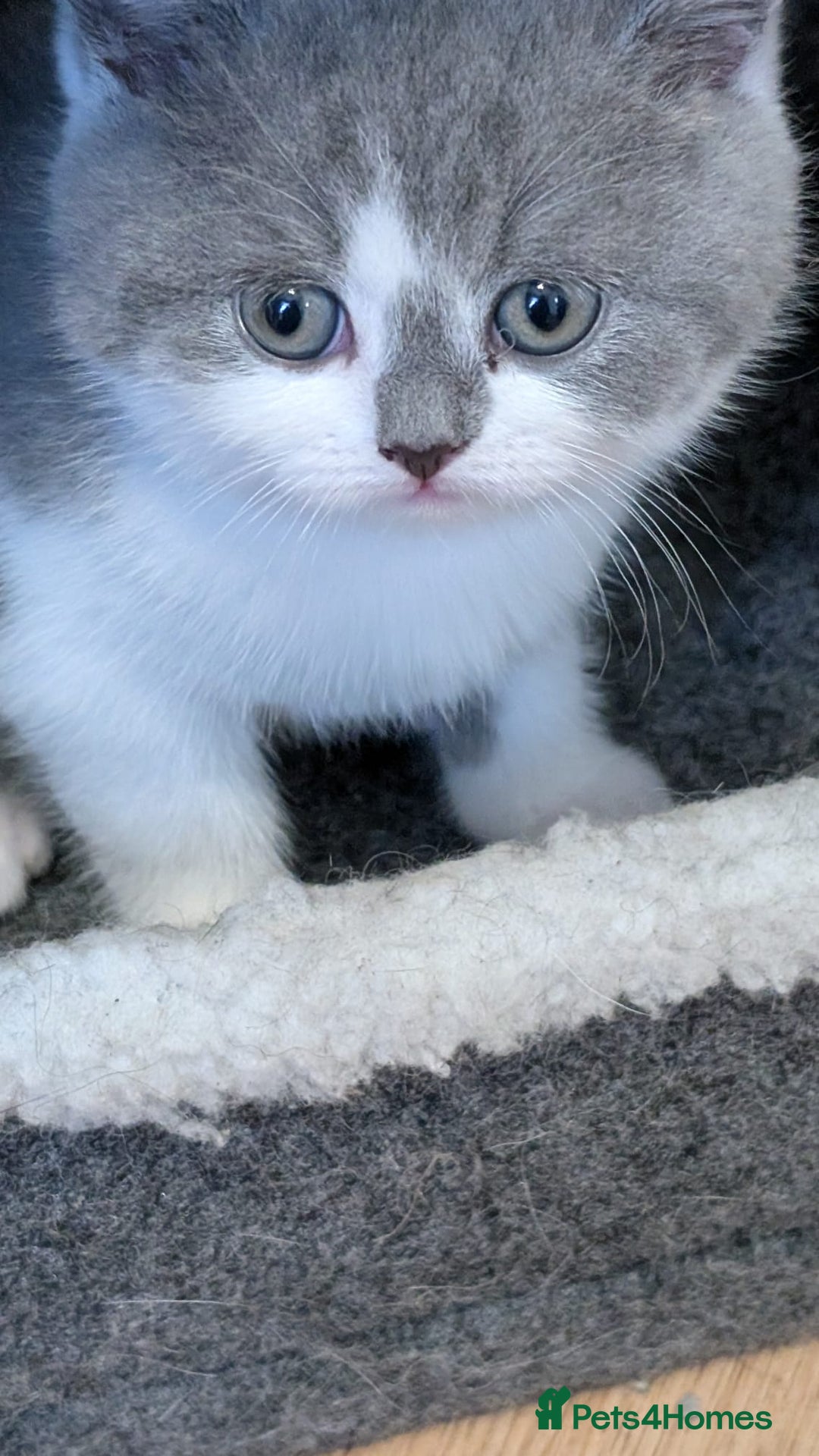 British Shorthair cats for sale: Stunning pedigree British short hair kittens  - Advert 19