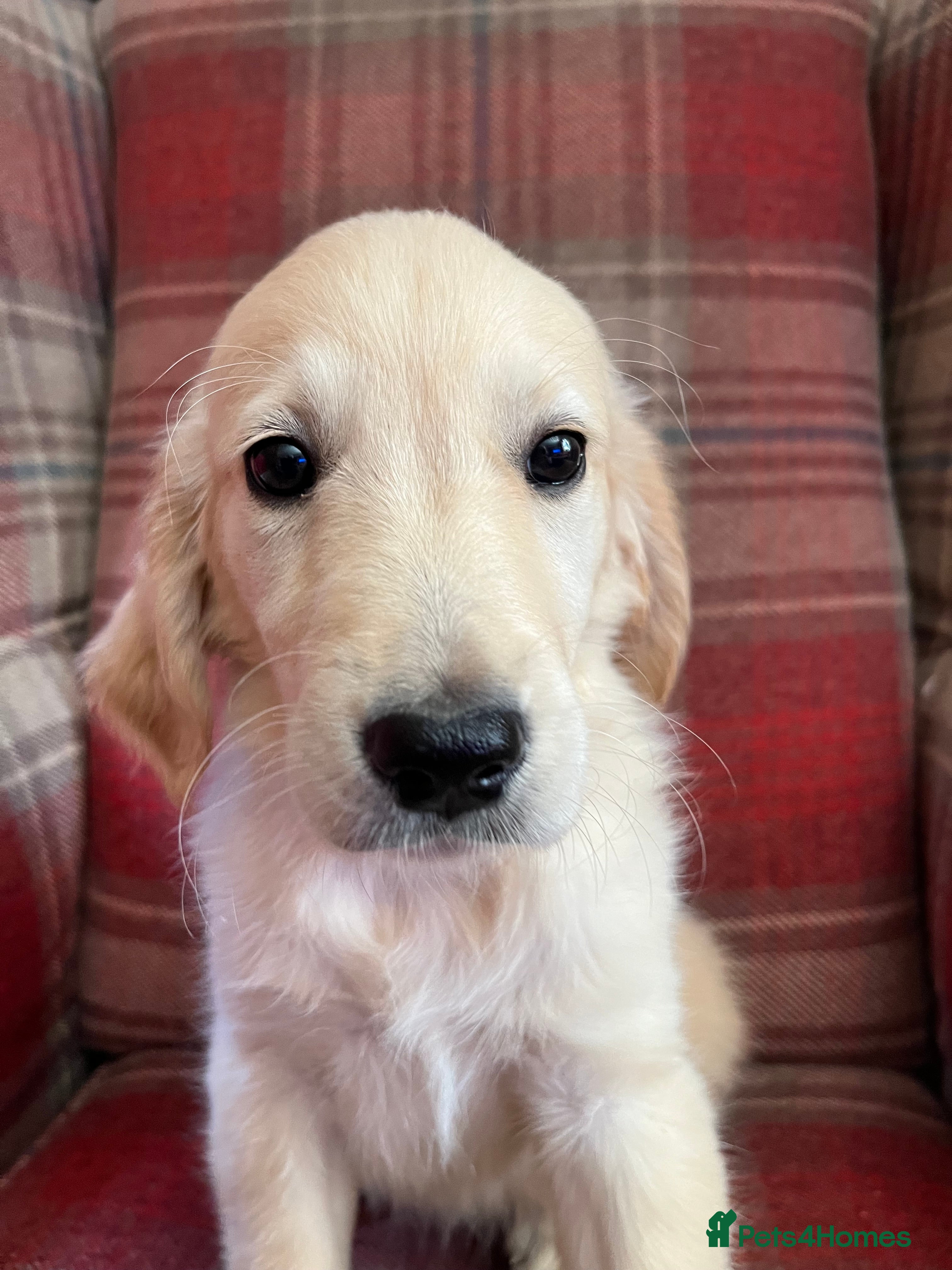 Golden Retriever dogs Playful Golden Retrievers For Sale  - Advert 2