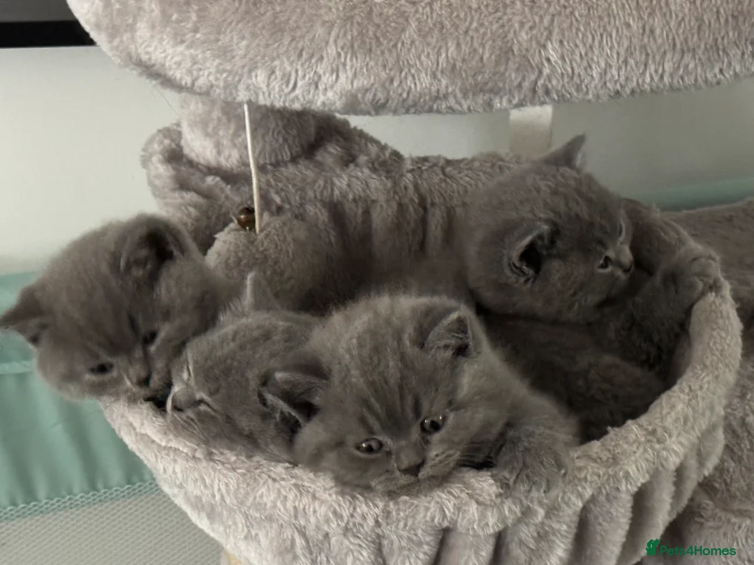 British Shorthair cats for sale: Stunning kittens available  - Advert 2