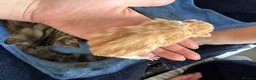Mixed Breed cats for sale: Two Ginger Male Kittens  in Bicester - Advert 17