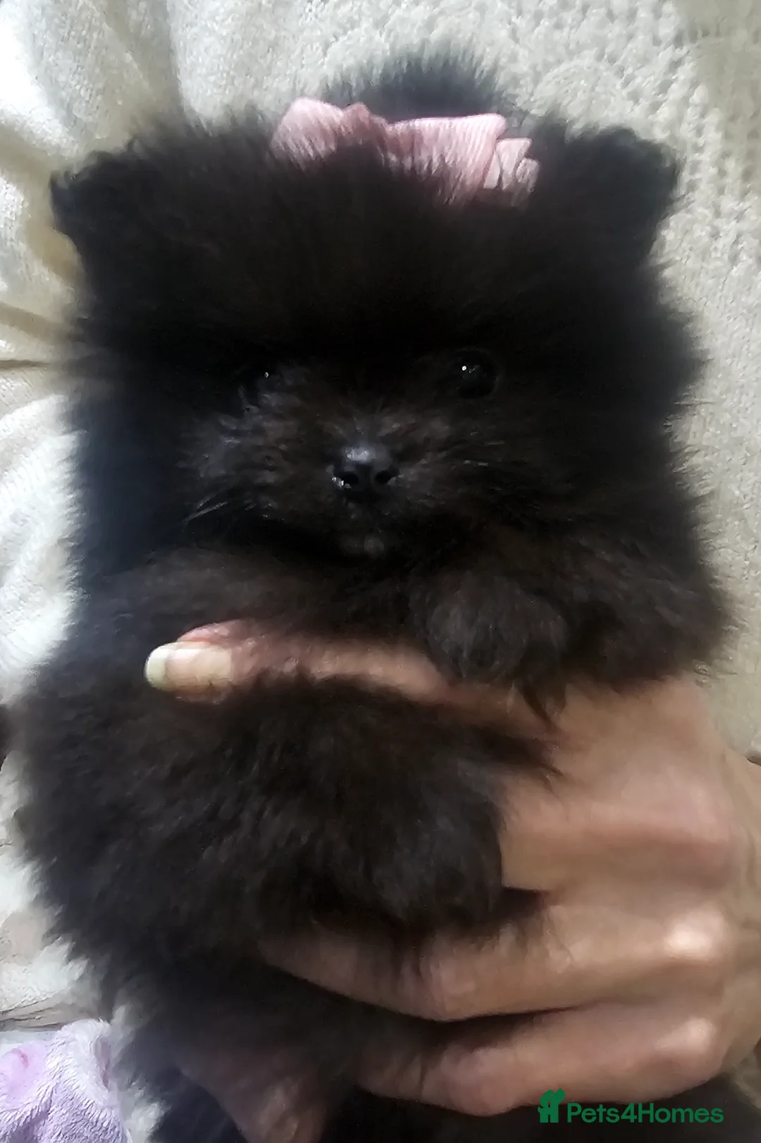 Pomeranian dogs for sale: Beautiful puppys - Advert 2