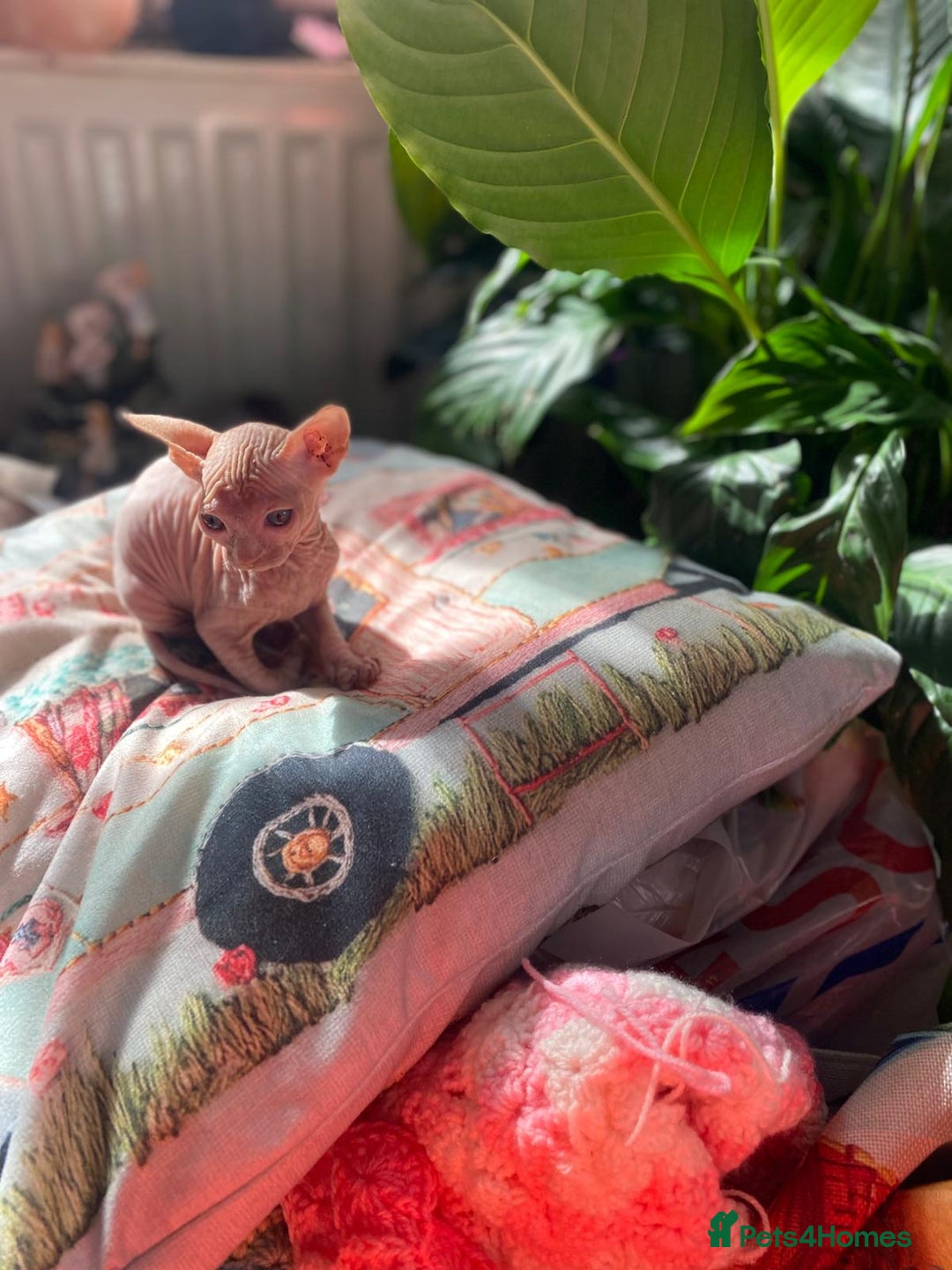 Sphynx cats for sale: Sphynx kittens full of love to give - Image 9